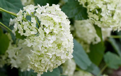 Hortensia's verzorgen in de zomer